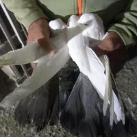 دمبی وسیاه|پرنده|نوشین شهر, |دیوار