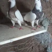 کبوتر طوقی|پرنده|اقبالیه, |دیوار