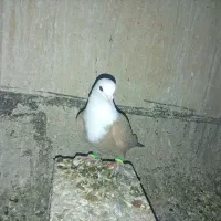 کله سفید لطفاً خواهشن اگه کبوتر میخوای تماس بزن