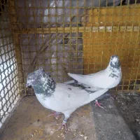 کله دم سبز نر