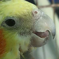 ۳ عدد عروس هلندی سالم و سرحال