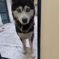 سگ هاسکی پیدا شده شهرک غرب