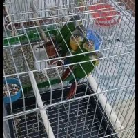 گرینچیک|پرنده|باقرشهر, |دیوار