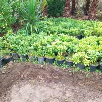 پیتسپروم و فوتونیا و شمشاد طلایی و سبز