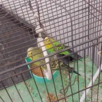 مرغ عشق مولد