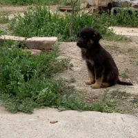 واگذاری سگ پاکوتا