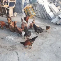 مرغ و خروس و جوجه کردی|حیوانات مزرعه|کرمانشاه, |دیوار