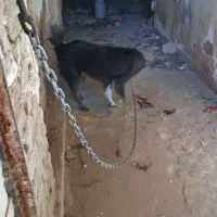 سگ ماده قدرجونی