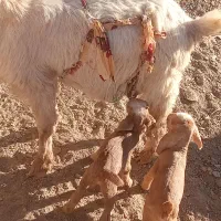 سلام بز فروشی