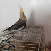 عروس هلندی|پرنده|باسمنج, |دیوار