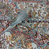 دو عدد عروس هلندی اهلی|پرنده|اردبیل, |دیوار