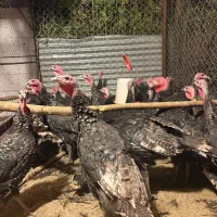 بوقلمون|حیوانات مزرعه|همدان, |دیوار