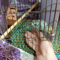 مرغ عشق دستی نر|پرنده|گرگان, |دیوار