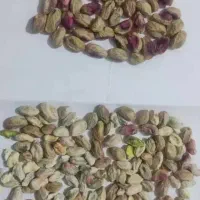 پسته پوک گو  ورود آبی  در کشکوئیه رفسنجان انار نوق