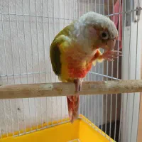 یک جفت طوطی گرینچیک