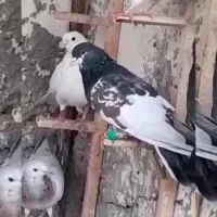 کفتر یال افشون|پرنده|فلاورجان, |دیوار