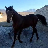 اسب جوان دوسال کرد|اسب و تجهیزات اسبسواری|ارشق, |دیوار