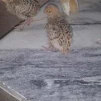 جوجه بلدرچین گوشتی تخم گذار