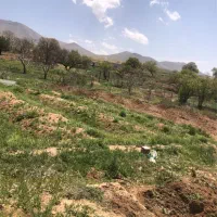باغ-انگوری