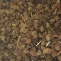 کشمش تیزابی