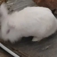 خرگوش نیمه لوپ