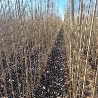 نهال صنوبر 1ساله (سایز درشت)|گل و گیاه طبیعی|میاندوآب, |دیوار