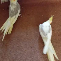 دو‌عدد عروس هلندی دوکت لوتینو