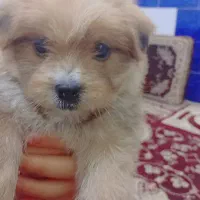 سگ پامر