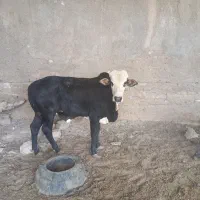 گوساله نره|حیوانات مزرعه|زابل, |دیوار