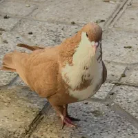 نرو‌ماده