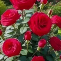 سم پاشی منزل باغبانی هرس نظافت اچارفرانس|خدمات نظافت|رشت, استقامت ۱|دیوار