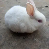 خرگوش چشم شرابی