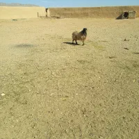 میش و بره وبز ترکی جوان|حیوانات مزرعه|اصفهان, تیران|دیوار