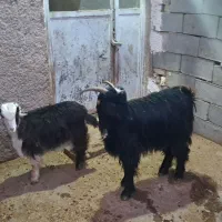 بز کهر|حیوانات مزرعه|شیراز, گویم|دیوار