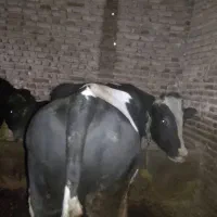 فروش دو راس گاو نر گوشتی|حیوانات مزرعه|مرند, |دیوار