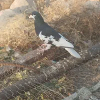 کبوتر|پرنده|شیراز, شهرک بزین|دیوار