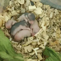 فروش همستر کمپل|موش و خرگوش|علی‌آباد کتول, |دیوار