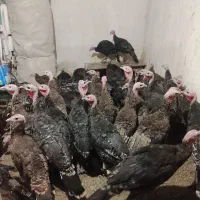 بوقلمون برنز اصل آمریکایی