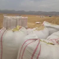 کاه نرم گندم دیم