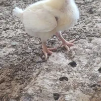 پرنده.  گوشتی 5روزه درجه یک