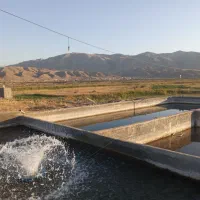 شریک یا سرمایه گزار پرورش ماهی قزل آلا