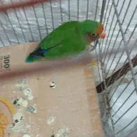 طوطی بریزیلی