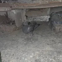 جوجه|پرنده|گناباد, |دیوار