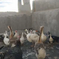 فروش قوغاز واردک سیکا