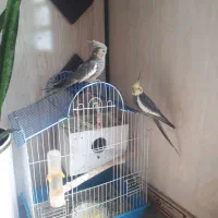 یک  جفت  عروس  هلندی  با شیش تا تخم
