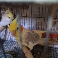 عروس هلندی مولد