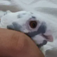 کفتر|پرنده|شیراز, لب آب|دیوار