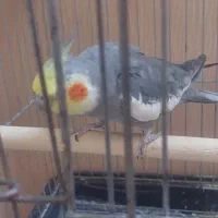 عروس هلندی نرو ماده