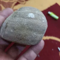 فسیل نایاب|کلکسیون اشیاء عتیقه|زنجان, |دیوار