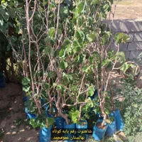 نهالستان عمو محمد ارائه انواع نهال پسته پیوندی